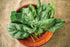 300 Burpee A La Carte Hybrid Spinach Seeds seeds