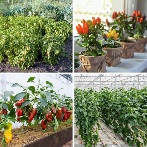 600+ 10 Pepper Seeds, Heirloom Vegetable Seed for Planting Indoor Outdoor, Varieties Hot and Bell Pepper (Capsicum