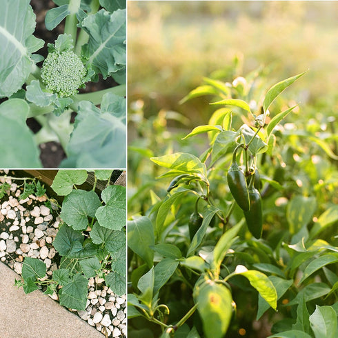 (20-Pack) Sereniseed Certified Organic Vegetable Seeds Non GMO, Open Pollinated - Basil, Snap Pea, Broccoli, Bean