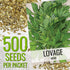 (1 Pack) Seed Needs Lovage Seeds for Planting - Non-GMO Heirloom & Untreated Herbs to Plant a Medicinal/Culinary Home