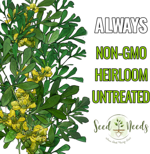 (2 Packs) Seed Needs Rue Seeds for Planting - Non-GMO Heirloom & Untreated Perennial Herb Seed to Plant a Home Grown
