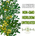 (2 Packs) Seed Needs Rue Seeds for Planting - Non-GMO Heirloom & Untreated Perennial Herb Seed to Plant a Home Grown