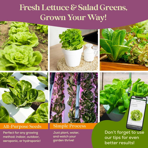 23 Pack 25,000+ Lettuce & Salad Greens Seeds Variety - Non-GMO Heirloom Greens Seeds for Planting Lettuce Indoor