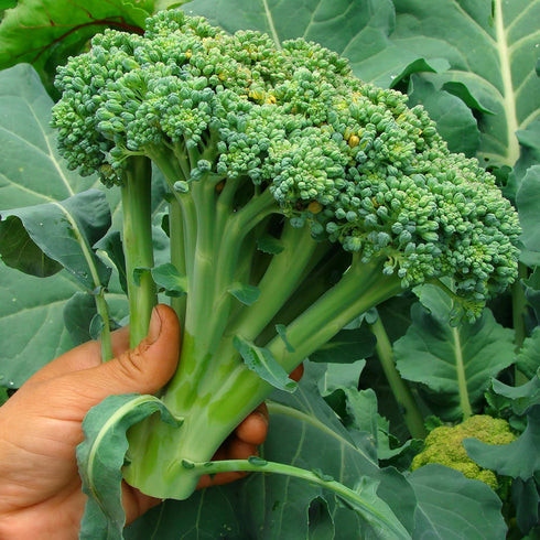 Purely Organic Products LLC 29) 750 Purely Organic Broccoli Seeds (Waltham - Approx Seeds - USDA Organic, Non-GMO, Open