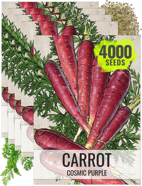 Seed Needs Carrot Seeds for Planting Cosmic Purple Carrots - Non-GMO Heirloom