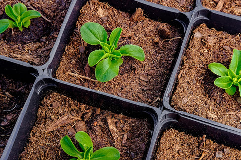 500 Buttercrunch Lettuce Seeds for Planting - Heirloom Non-GMO Vegetable Seeds for Planting - Hydroponics - Microgreens