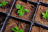 500 Buttercrunch Lettuce Seeds for Planting - Heirloom Non-GMO Vegetable Seeds for Planting - Hydroponics - Microgreens