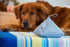 4 Pack of 200g Bamboo Charcoal Air Purifying Bags | Natural Deodorizer & Odor Absorber for Pets