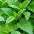 (1 Pack) Seed Needs Lemon Balm Seeds for Planting - Non-GMO, Heirloom & Untreated Perennial Medicinal Herb - Plant