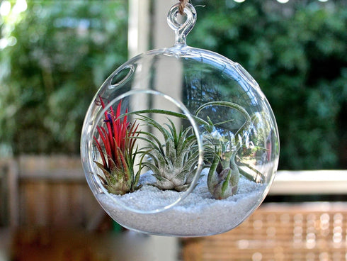 WGV Clear Glass Hanging Terrarium Globe, 7" Width, 8" Height, DIY Air Succulent Planter, 1 Piece