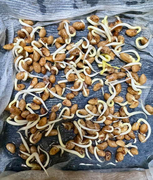 Generic 420+ 99% Ong Choy Seeds - Rau Muong La TRE - Kong Xin CAI - Water Spinach Seeds - Organic, Non GMO, Germination