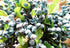 Mistari 10 Pack Artificial Flowers California Faux Blueberries - Artificial Stems for Decorating Blueberry Picks, Fruit