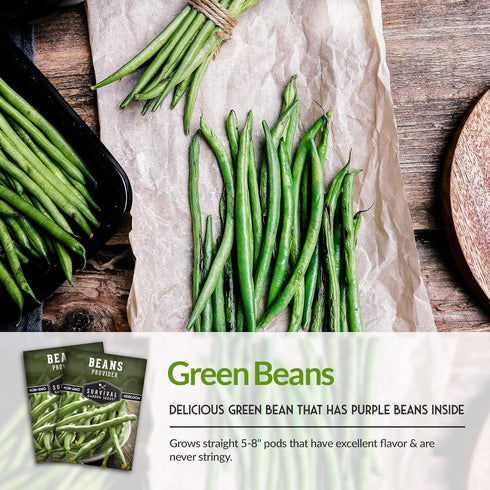 (3 Packs) Bush Bean Seeds for Planting - Provider Green Beans, Stringless Heirloom Garden Variety - High Yields, Great