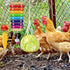 Gejoy 6 Pieces Chicken Toys for Coop Accessries Wooden Stand Mirror with Bells Coop Swing Veggies Fruit Skewer