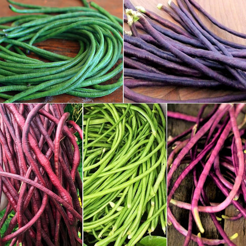 TomorrowSeeds - 5 Colors Mix Yard Long Bean Seeds - 30+ Count