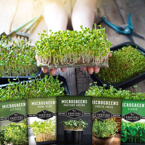 5-Variety Pack Pack Microgreens Seeds for Sprouting Mustard, Mung Bean, Curled Cress, Clover & Lettuce Seed for Indoors
