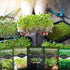 5-Variety Pack Pack Microgreens Seeds for Sprouting Mustard, Mung Bean, Curled Cress, Clover & Lettuce Seed for Indoors