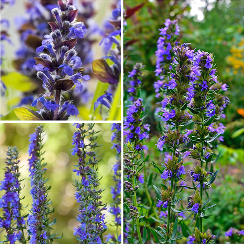 (1 Pack) Seed Needs Hyssop Seeds for Planting Blue Hyssop Herbs - Non-GMO Heirloom & Untreated Hyssopus officinalis