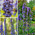 (1 Pack) Seed Needs Hyssop Seeds for Planting Blue Hyssop Herbs - Non-GMO Heirloom & Untreated Hyssopus officinalis
