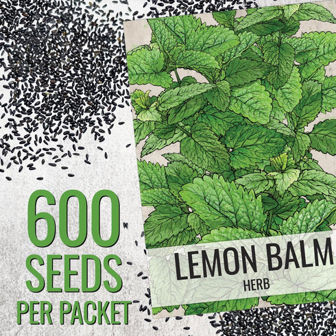 (1 Pack) Seed Needs Lemon Balm Seeds for Planting - Non-GMO, Heirloom & Untreated Perennial Medicinal Herb - Plant
