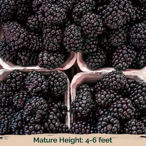 50 KVITER Black Raspberry Seeds (Rubus Occidentalis) Organic Raspberries Heirloom Seeds, Non GMO Blackcap Berries
