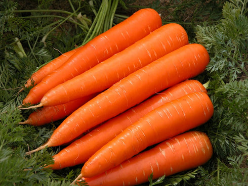 SeedsUA 2000 Giant Carrot Seeds Red Vegetable for Planting Giant Non GMO Seeds