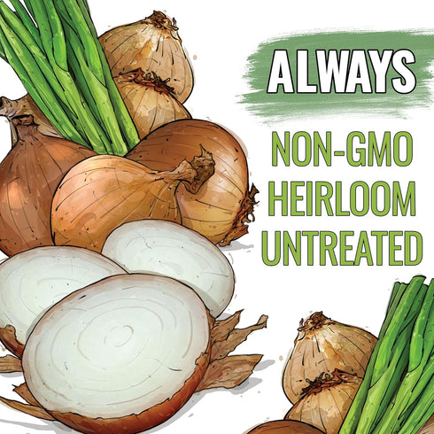 (1 Pack) Seed Needs Onion Seeds for Planting Walla Walla Long Day Onions - Non-GMO Heirloom & Untreated Vegetable Seeds