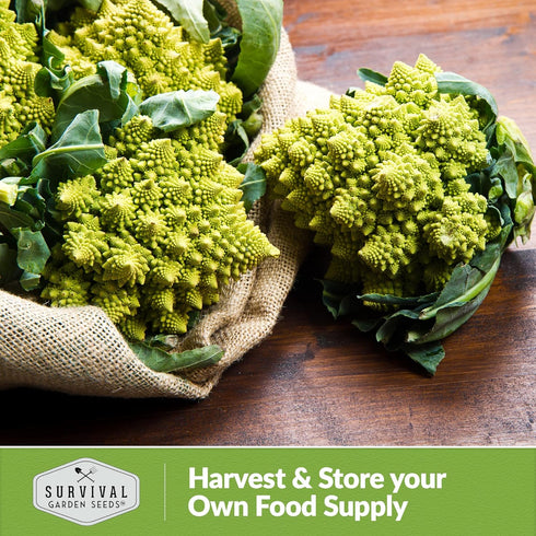 (5 Packs) Romanesco Broccoli Seeds for Planting - Exotic Italian Heirloom Vegetable with Unique Spiral Heads - High