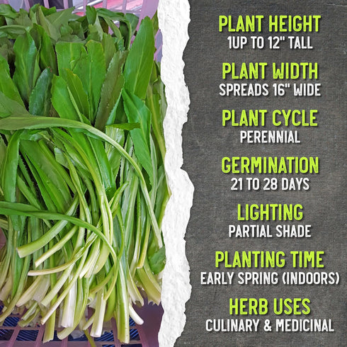 (1 Pack) Seed Needs Culantro Seeds for Planting Mexican Coriander - Non-GMO Heirloom & Untreated Culinary/Medicinal