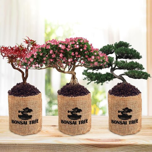 5 Indoor Bonsai Garden Starter Kit, Seeds Growing into Red Maple, Wisteria, Black Pine, Judas Tree, Acacia, Including