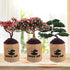 5 Indoor Bonsai Garden Starter Kit, Seeds Growing into Red Maple, Wisteria, Black Pine, Judas Tree, Acacia, Including