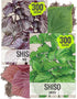 Seed Needs Shiso Seeds for Planting Green & Red Perilla - Non-GMO