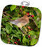 3D Rose Cedar Waxwing Eating Berry in Serviceberry Bush Pot Holder, 8 x 8