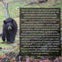 Black Forest Décor Bear Family Wall Cross