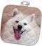 3D Rose Pot Holder, American Eskimo Dog Lying On The Patio, 8 x 8