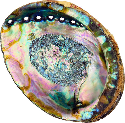 Hand Selected Abalone Shell - 6 Inches or Larger, Perfect for Incense and Trinkets
