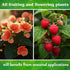 0-11-0, 5 lb Down To Earth All Natural Fertilizers Organic Seabird Guano - High Phosphorus Plant Food for Buds, Blooms