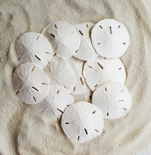 Tumbler Home White Sand Dollars, 10pcs, 3"-3.5" - Wedding Seashell Craft Sandollars