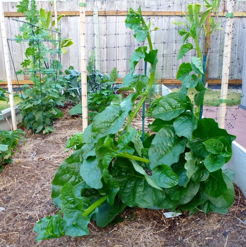 wbut2023 500 Green Malabar Spinach Seeds - Heat loving, frost sensitive.fast-growing vine