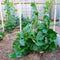 wbut2023 500 Green Malabar Spinach Seeds - Heat loving, frost sensitive.fast-growing vine