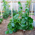 wbut2023 500 Green Malabar Spinach Seeds - Heat loving, frost sensitive.fast-growing vine