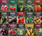Vegetable Garden Seed Vault for Planting 15 Pack Collection | Heirloom Non-GMO