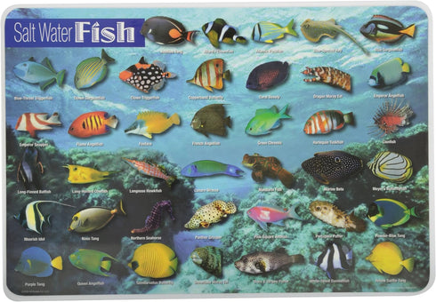 Painless Learning 12 x 17 1/2 inches Saltwater Fish Placemat