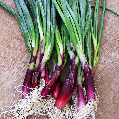 1600 Delicious Salad Green Onion Scallions Seeds - Easy to Grow - Seeds