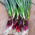 1600 Delicious Salad Green Onion Scallions Seeds - Easy to Grow - Seeds