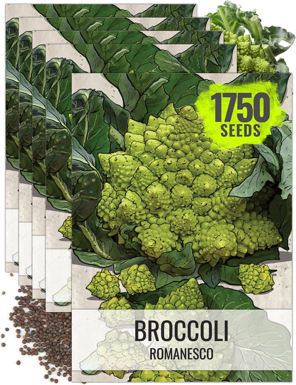 Seed Needs Cauliflower Seeds for Planting Romanesco Broccoli/Cauliflowers - Non-GMO Heirloom &