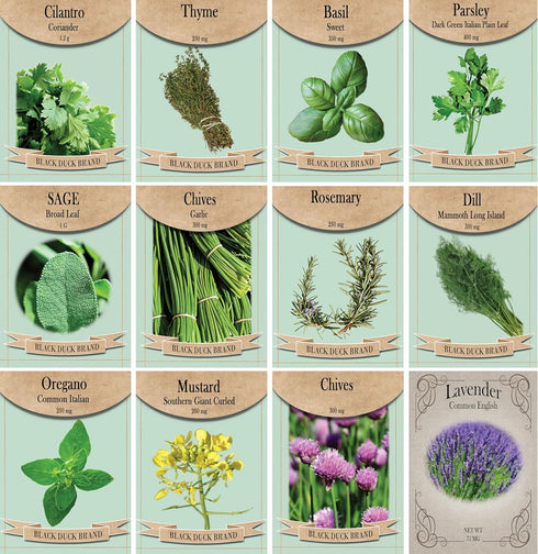 Herb Seed Pack Collection - 12 Varieties Including Basil, Parsley, Rosemary, Dill,