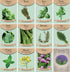 Herb Seed Pack Collection - 12 Varieties Including Basil, Parsley, Rosemary, Dill,