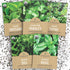 Organic Herb Seeds Variety Pack - 5 Individual Packs - 2026 Season