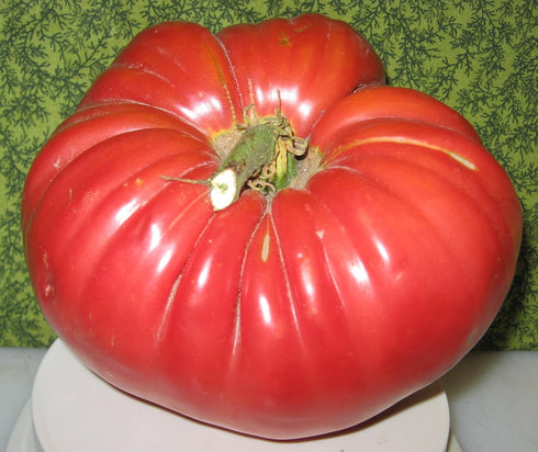 KIRA SEEDS Seeds Red Giant Beefsteak Tomato - Heirloom Vegetable - GMO Free